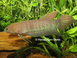Betta bellica