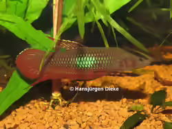 Betta coccina