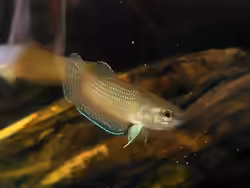 Betta edithae