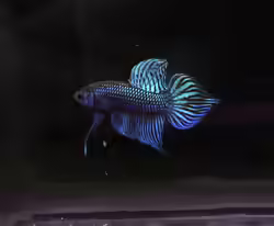 Betta mahachaiensis