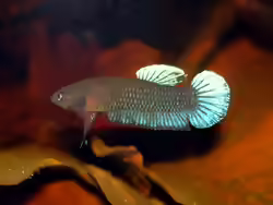 Betta persephone