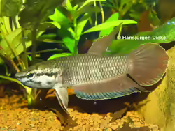 Betta picta