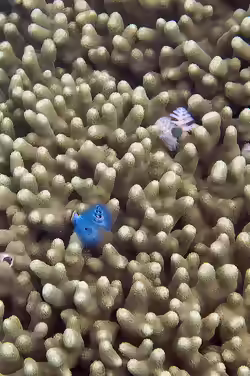 Porites attenuata