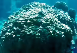Porites australiensis