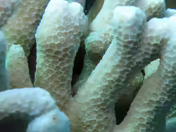 Porites cylindrica