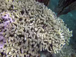 Porites furcata
