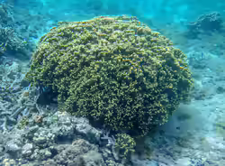 Porites lichen