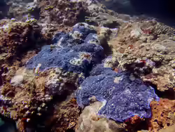 Porites monticulosa