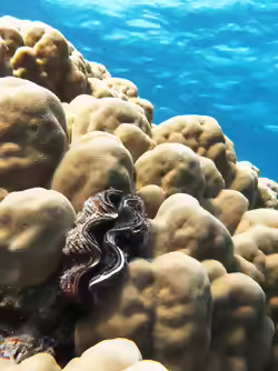 Porites nodifera