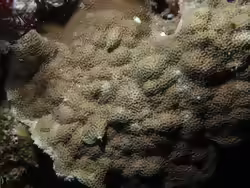 Porites vaughani