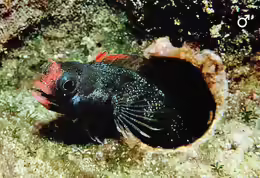 Acanthemblemaria atrata
