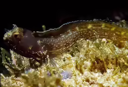 Acanthemblemaria betinensis