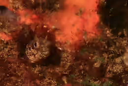 Acanthemblemaria exilispinus