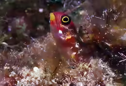Acanthemblemaria mangognatha