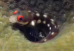 Acanthemblemaria rivasi