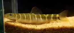 Acanthocobitis urophthalmus