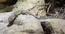 Acanthodactylus boskianus