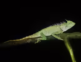 Acanthosaura armata