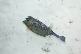 Acanthostracion polygonius