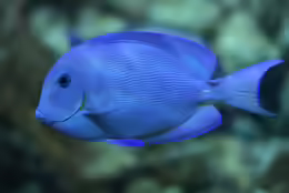 Acanthurus coeruleus