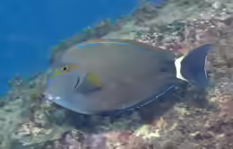 Acanthurus grammoptilus