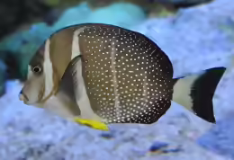 Acanthurus guttatus