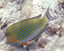 Acanthurus lineatus