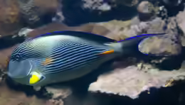 Acanthurus sohal