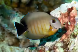 Acanthurus tristis