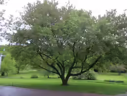 Acer pseudoplatanus