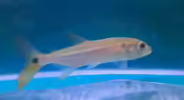 Acestrorhynchus altus