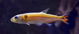 Acestrorhynchus falcatus