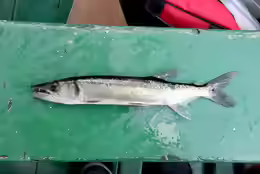 Acestrorhynchus falcirostris
