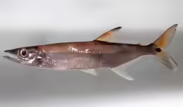 Acestrorhynchus microlepis