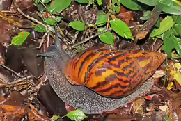 Achatina achatina
