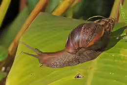 Achatina fulica