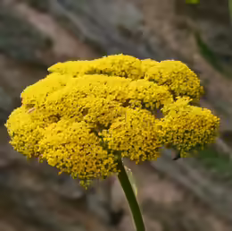 Achillea filipendulina