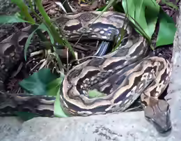 Acrantophis madagascariensis
