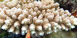 Acropora anthocercis