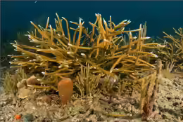 Acropora cervicornis