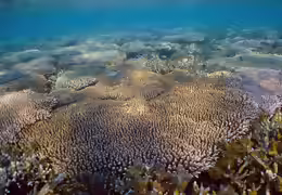Acropora millepora