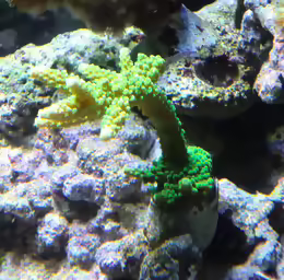 Acropora mirabilis