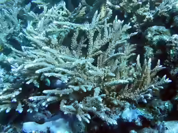 Acropora nobilis