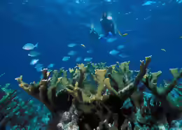 Acropora palmata