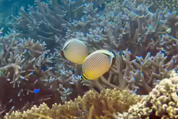 Acropora parilis
