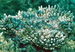 Acropora samoensis