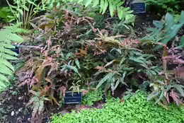 Adiantum pubescens