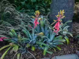 Aechmea chantinii