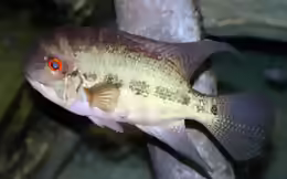 Aequidens pallidus