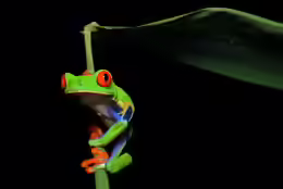 Agalychnis callidryas
